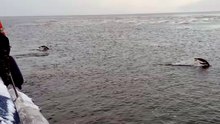 Une marée de manchots papous débarque sur une île au large d’Ushuaïa