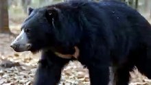 Sloth Bear : The shaggy insect hunter with powerful claws and a fearless spirit