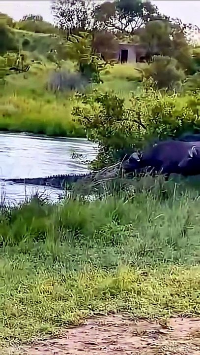 Crocodiles Hunting Buffaloes and Wildebeests