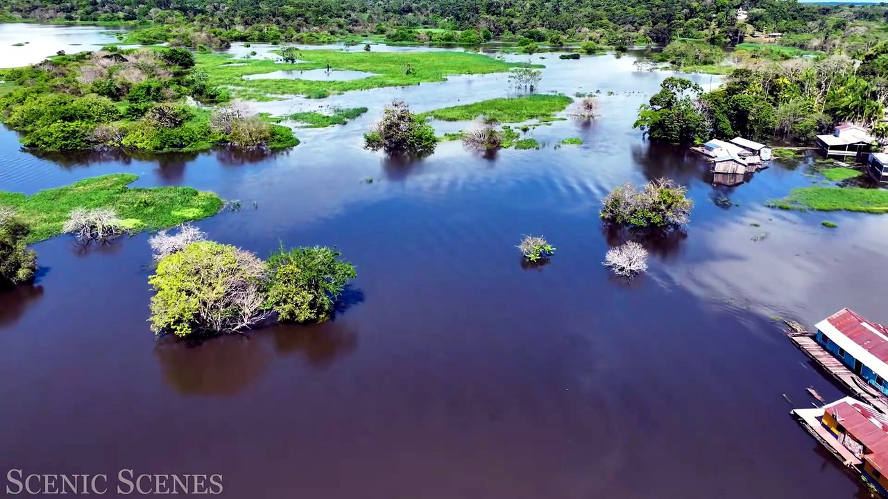 Amazon River 4k - Pink Dolphins In One Of The World’s Largest Rivers  Scenic Relaxation Film_