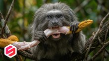 Ni las serpientes más venenosas pueden contra estos animales