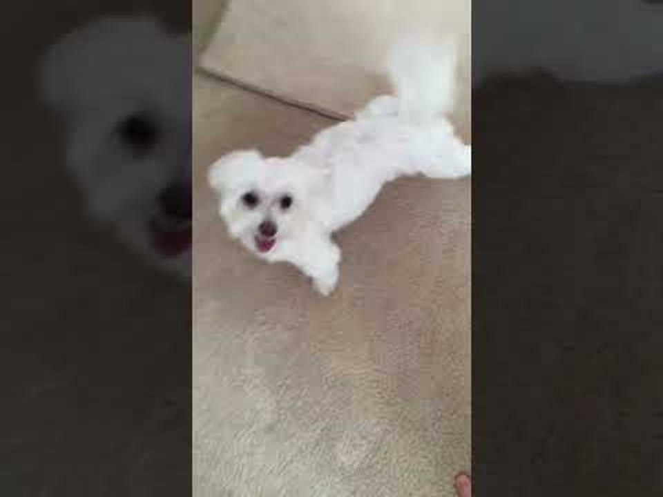 Dog Excitedly Runs Around House While Owner Makes Playful Sounds