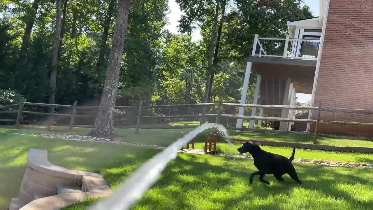 Playful Dog Makes Hilarious Attempt to Bite Water From Garden Hose
