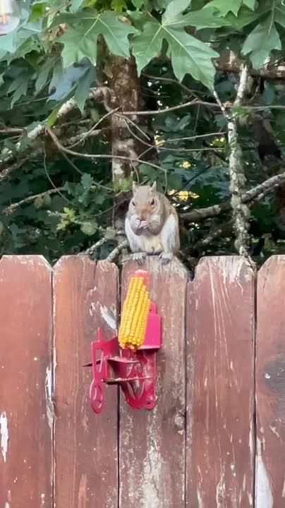 Grey Squirrel Enjoys Corn Feast on Backyard Fence