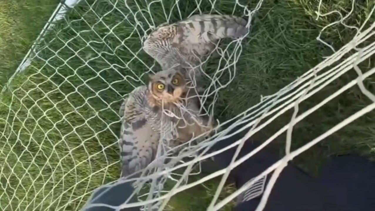 Watch: Bodycam captures dramatic rescue of owl trapped in goal net
