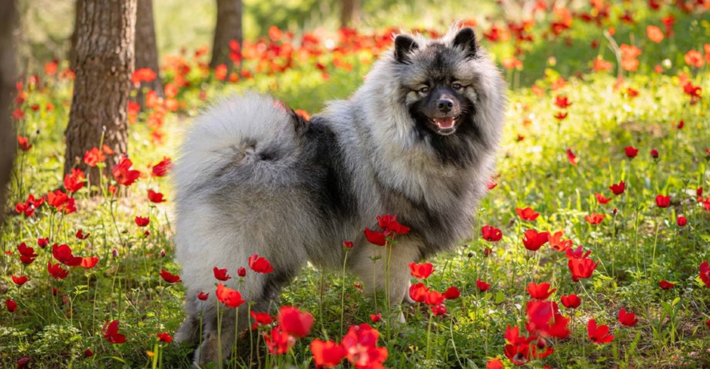 Meet America's 12 healthiest dog breeds