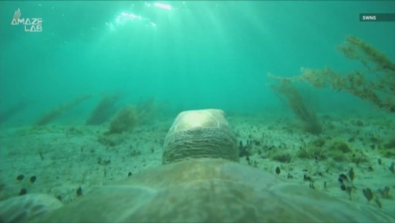 A closer look at sea turtle life through TurtleCam