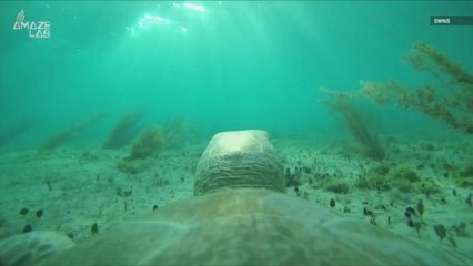 A closer look at sea turtle life through TurtleCam