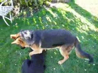 Berger Allemand V.S Beauceron