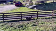 Hilarious Animal Fails You Must Watch 🤣 #AnimalFails #FunnyAnimals #Entertainment