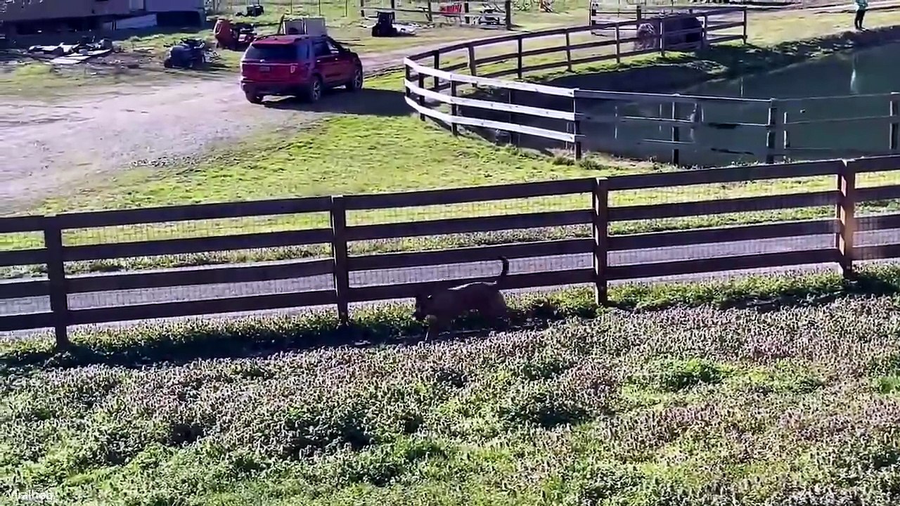 Hilarious Animal Fails You Must Watch 🤣 #AnimalFails #FunnyAnimals #Entertainment