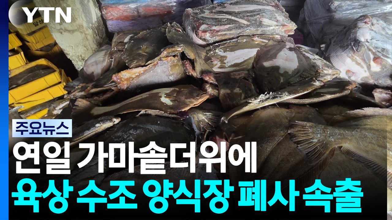 펄펄 끓는 바다...'고수온 경보' 양식어류 집단 폐사 / YTN