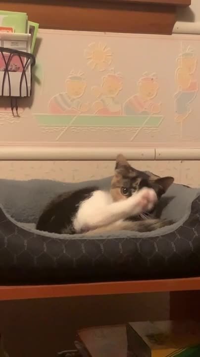 Curious Kitten Picks Fight With Her Own Tail