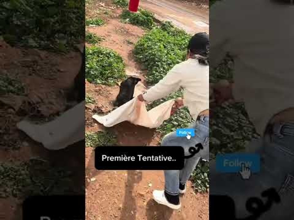Sauvetage D’Un Chien Risquée ⚠️ Partie 1 #Anima...