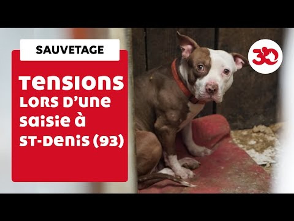 Tensions Lors D'Un Sauvetage De Chiens à Saint-Denis | Sauvetage d'animaux