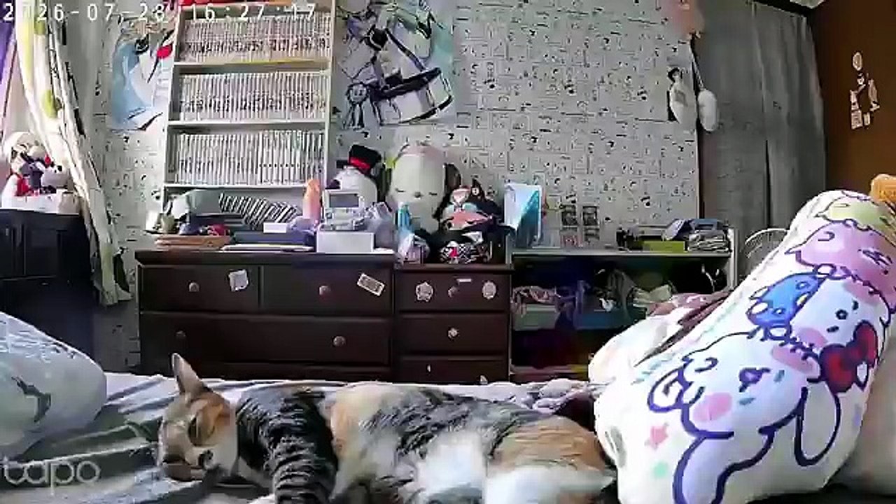 Gato reacciona a terremoto en Japón