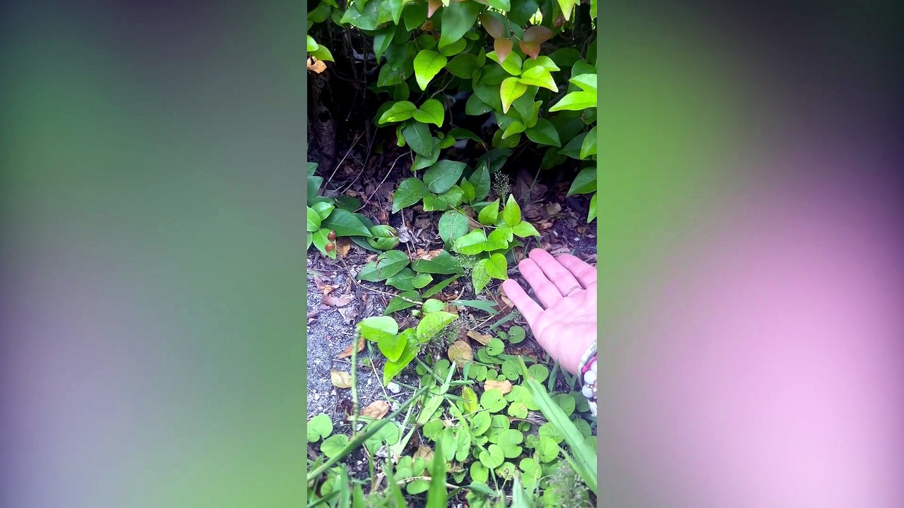 Kitten Rescued After Crying for Help Outside Post Office