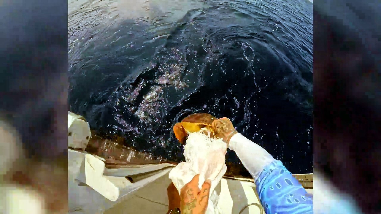 Team of Boaters Rescue Turtle Trapped in Plastic Waste at Sea