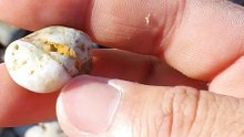 Agate 11