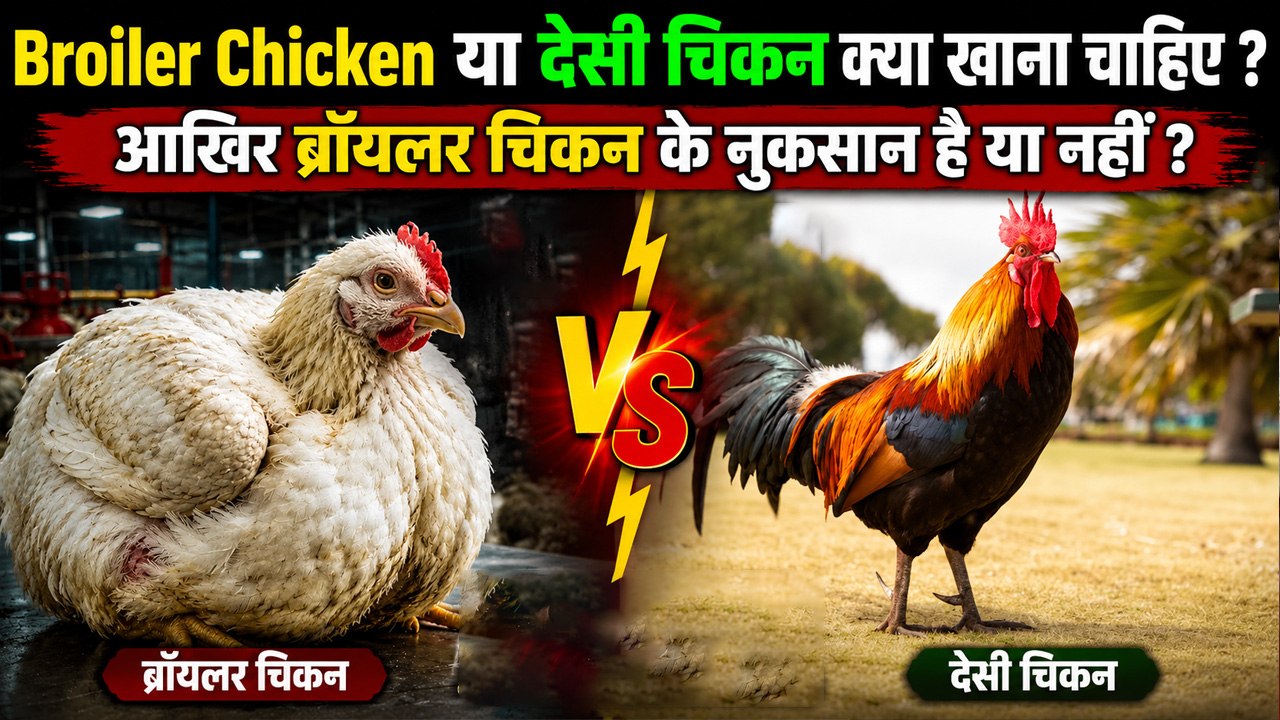 Broiler Chicken Vs Desi Chicken: ब्रॉयलर चिकन खाने के फायदे और नुकसान |  Side Effects & Benefits