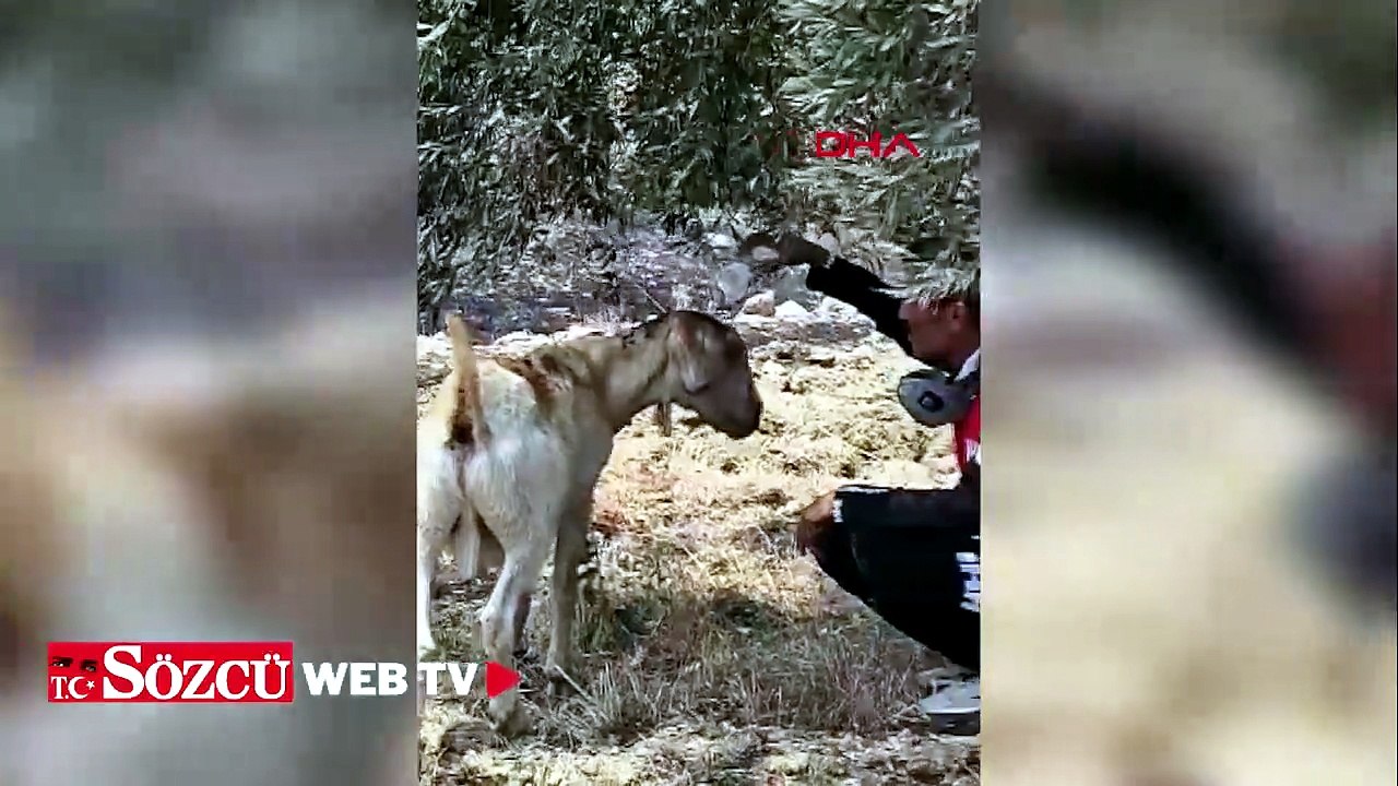 Muğla'daki orman yangınından etkilenen keçiye ekipler su verdi