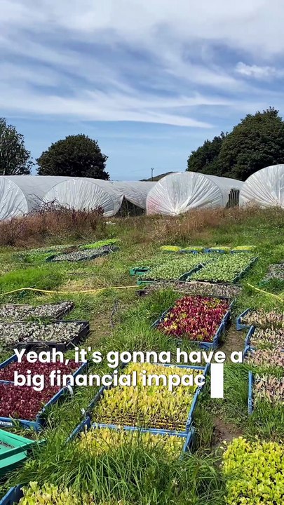 Farmer stays up all night to water crops as heatwave wastes thousands of veg