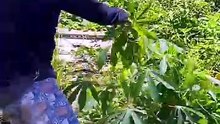 Masak sidat bambu