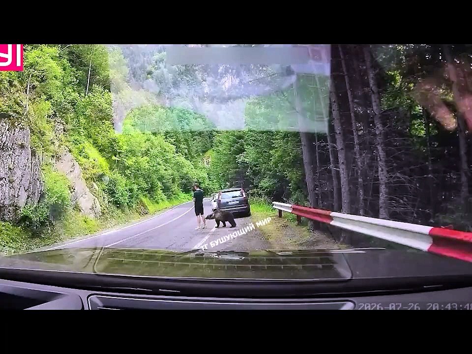 Un ours vient sniffer un touriste... animal très curieux