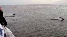 Débarquement de manchots sur une plage