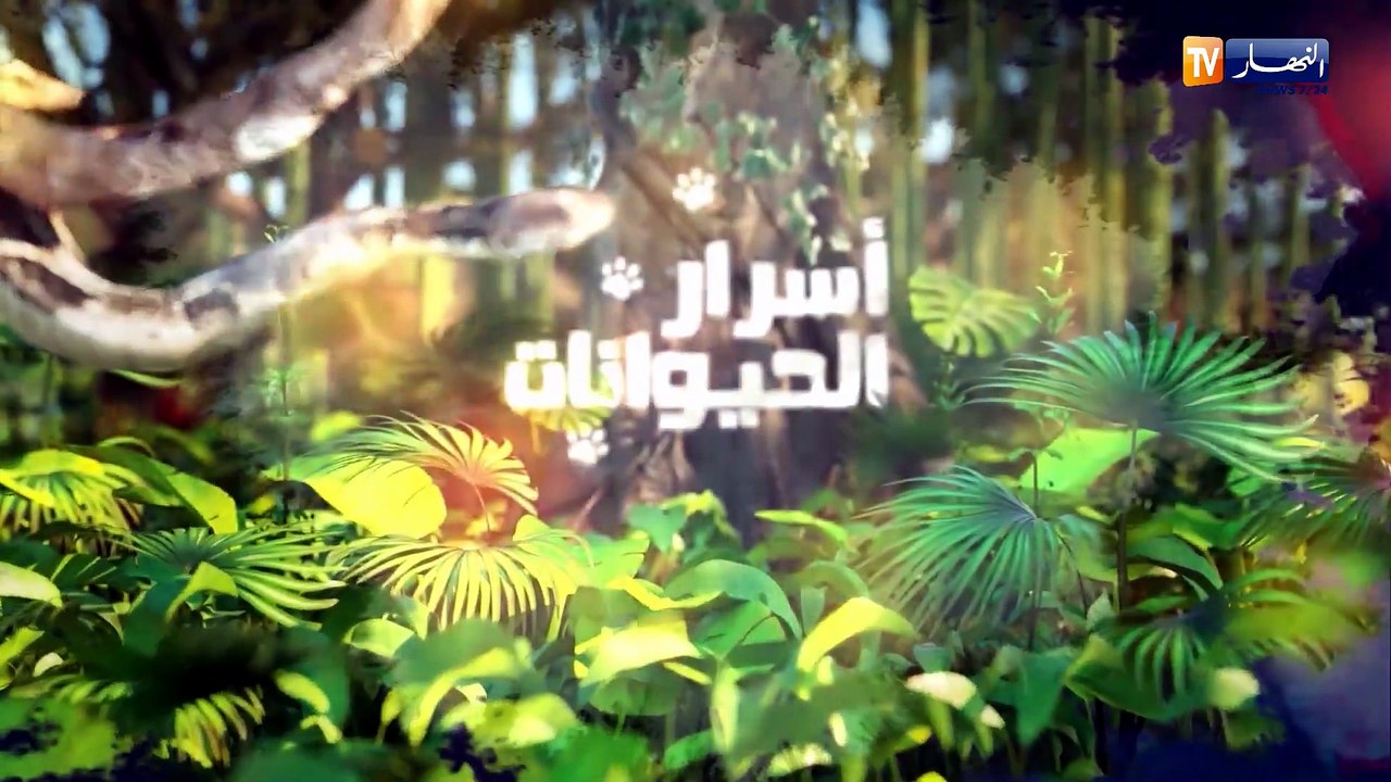 أسرار الحيوانات / أرنب رأس الأسد .. ملك الأرانب الصغيرة