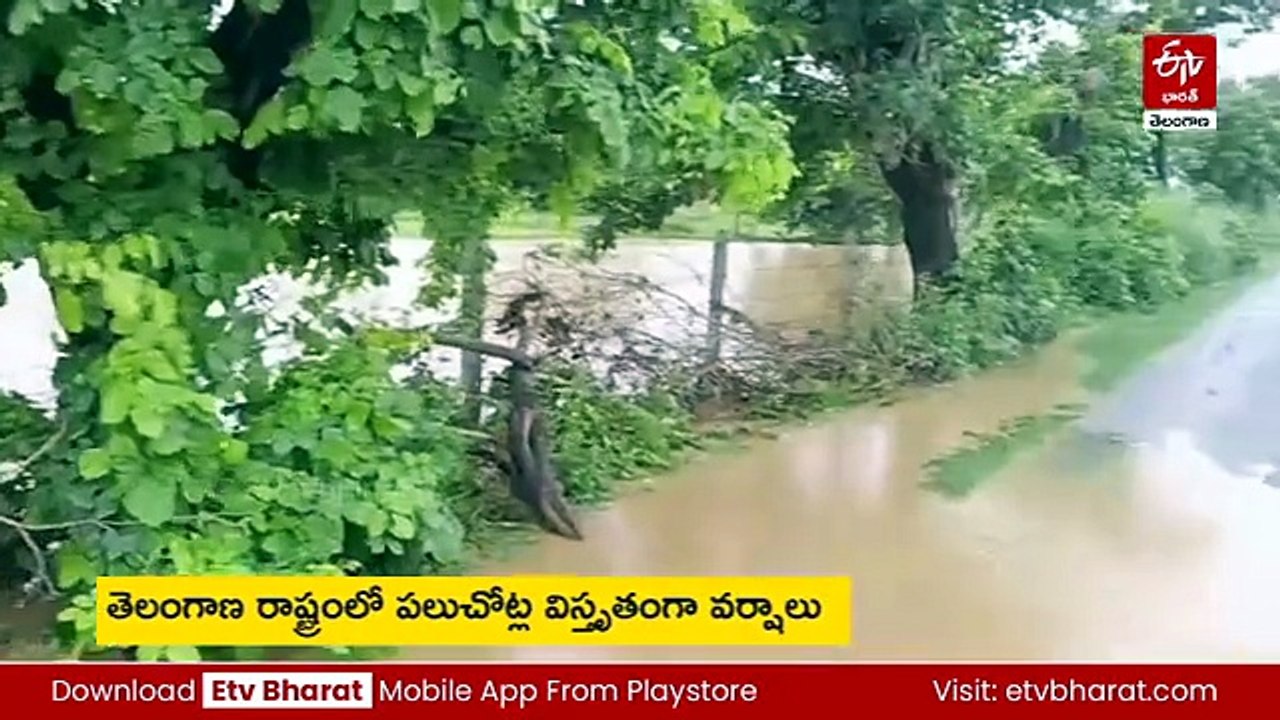 రాష్ట్రంలో జోరు వానలు - ఎండిపోయే పంటలకు మళ్లీ జీవం పోసినట్లైందన్న రైతన్నలు