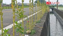 這樣也能種！彰化溪州路邊縫隙  出現近百公尺長「芝麻街」