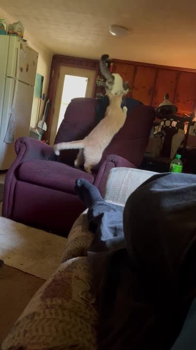 Cats Playfully Fight on Couch