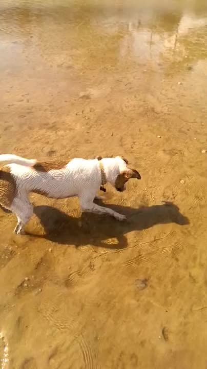 Dog Hilariously Jumps After Stepping Near Crab