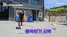 "얘 될 것 같네?" 두부의 먹이에 체취를 묻혀 도발하는 강 훈련사?!