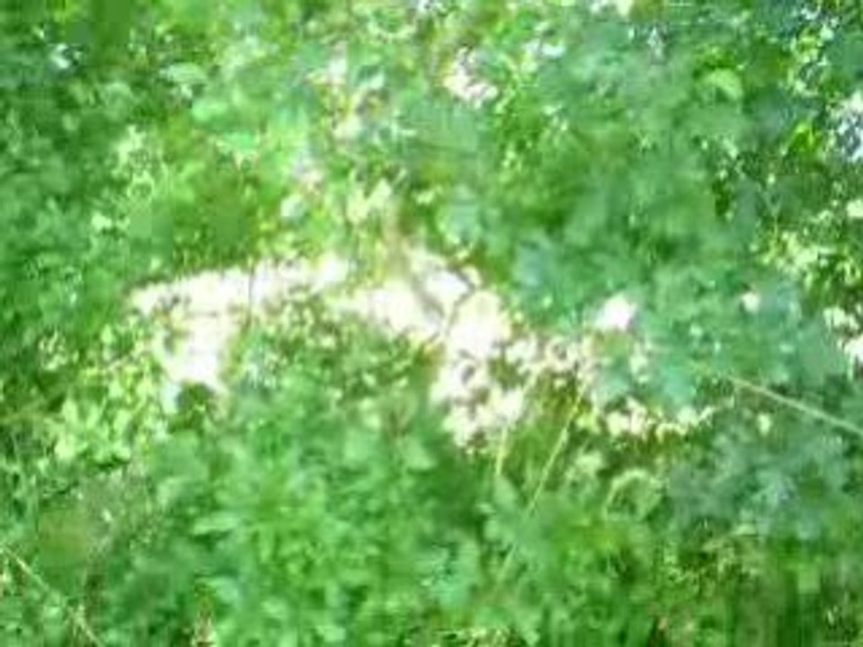 Margaux & Mua découvrant un magnifique arbre xDD