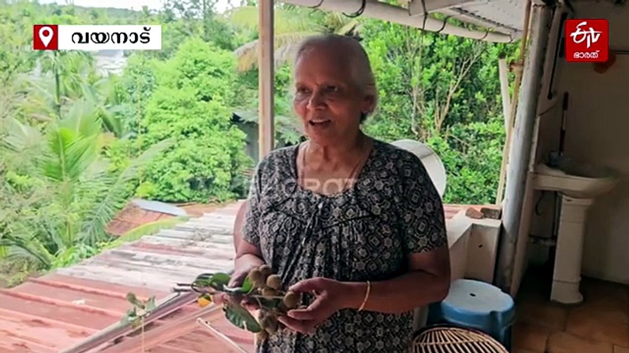 തായ്‌ലാന്‍റുകാരി വയനാട്ടിലും സൂപ്പർ ഹിറ്റ്; വിപണിയിൽ കിലോയ്ക്ക് 500 രൂപ, പുതിയ പ്രതീക്ഷയിൽ കർഷകർ