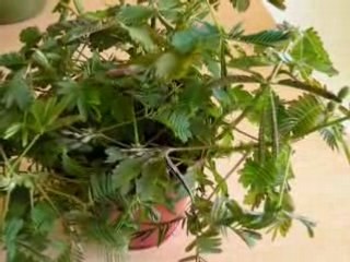 Sensitive Plants: Care & Tips 🌱