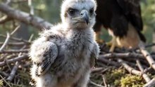 Baby Bald Eagle: From Fluffy Eaglet to Powerful Predator 🦅
