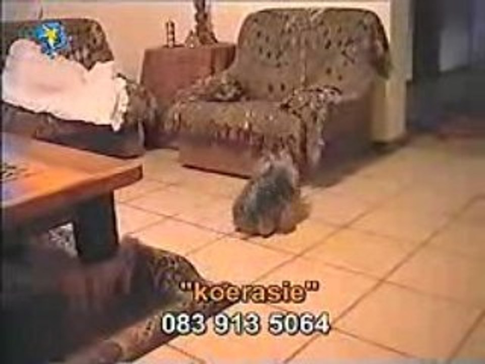 Sexoabruta