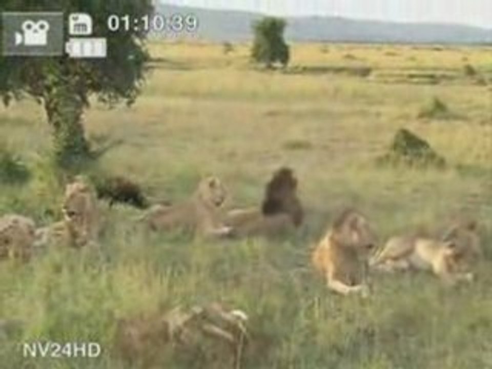 Les lions extraordinaires