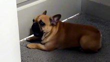 I swear my pup is scolding me! Who taught him this