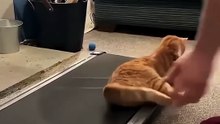 Pets - Funny Video - Amazing! funny cats