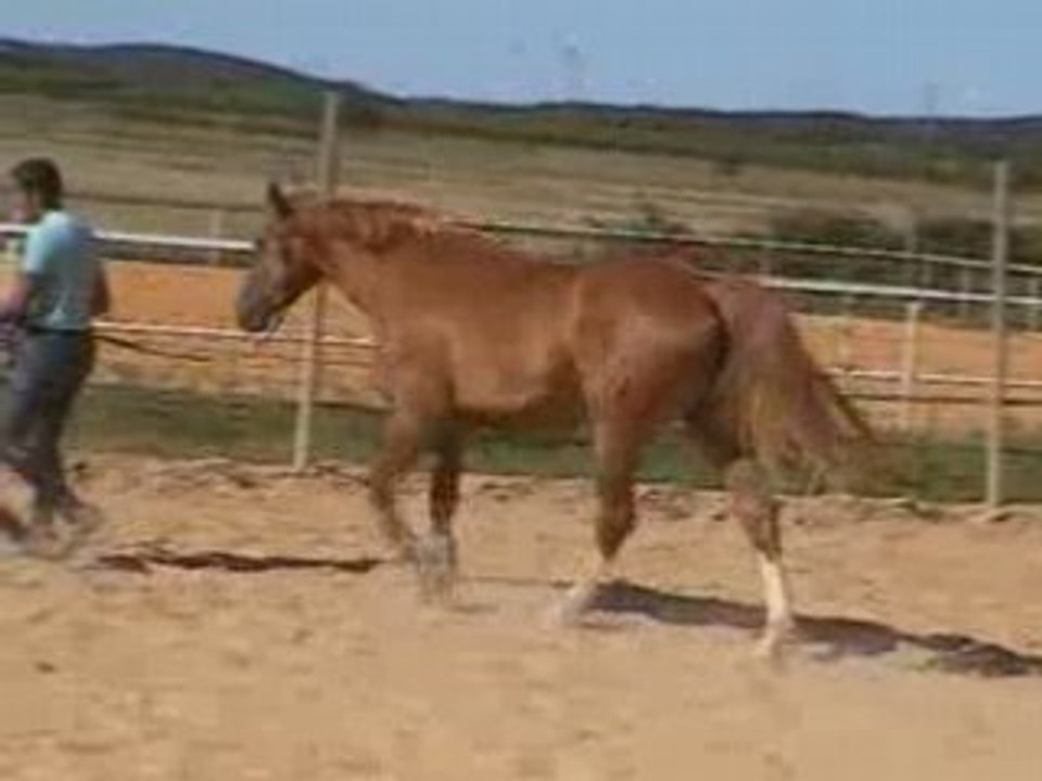 jument 3 ans a l obstacle