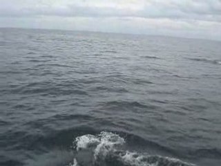 Dauphins au large de Chausey