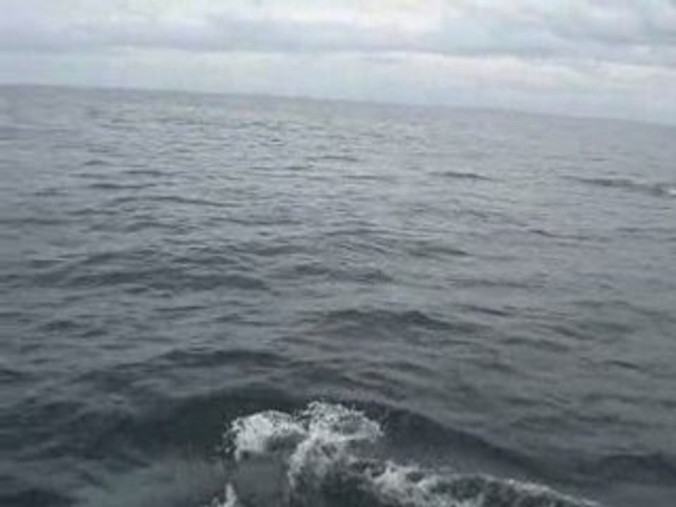 Dauphins au large de Chausey