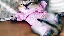 Cut cat 😴