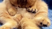 Funny cat