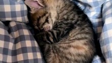 Kitty Cut