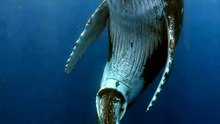Un moment magique et rare sous l'océan 🐋💙